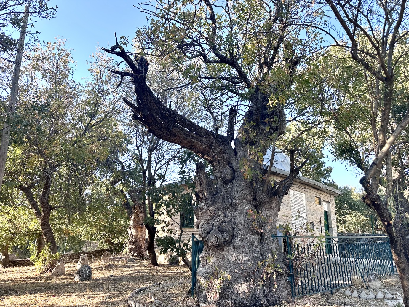 Onar'da 700 Yıllık Sakız Ağacı İlgi Görüyor
