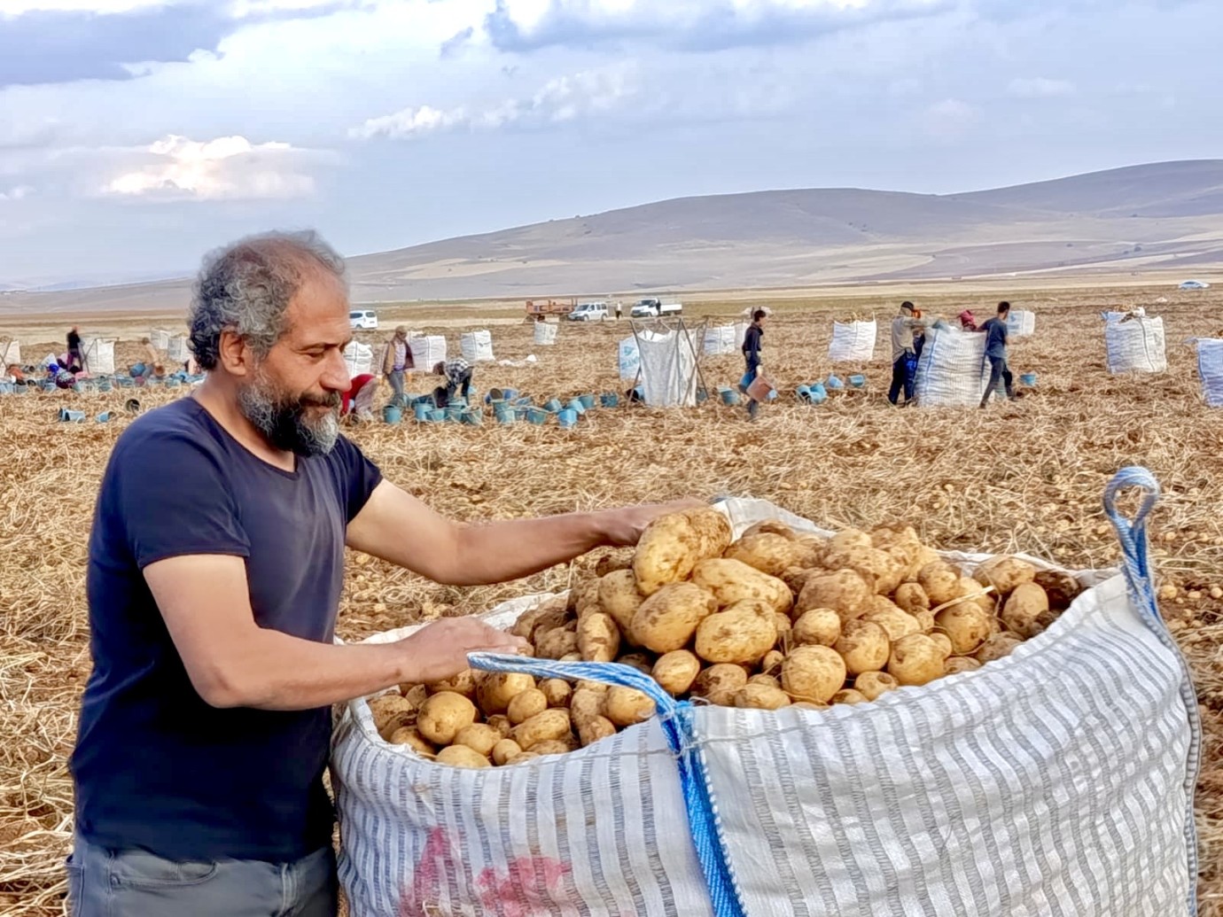 Başdirek Patatesinde Rekor Hasat Kapıda