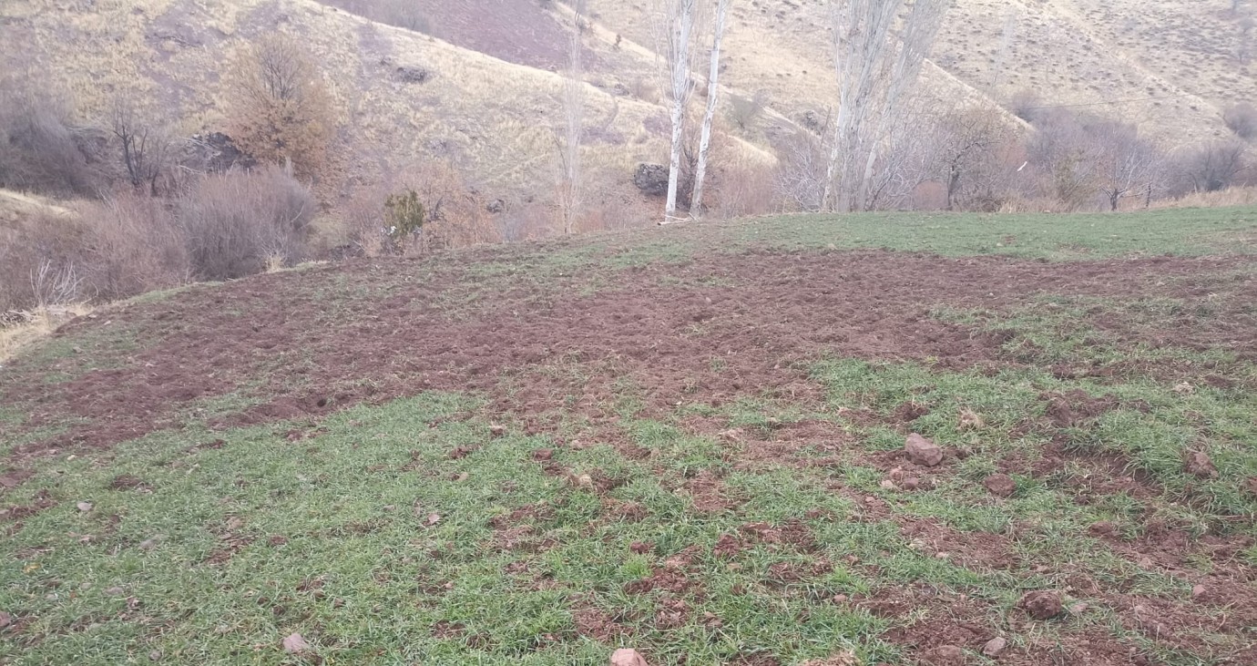 Yaban Domuzu Tehdidi Üreticiyi Zor Durumda Bıraktı