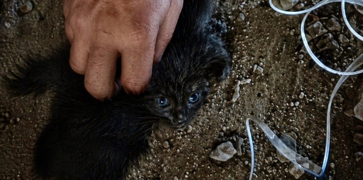 Minik Kedi Baca Deliğinde Mahsur Kaldı, İtfaiye Seferber Oldu!
