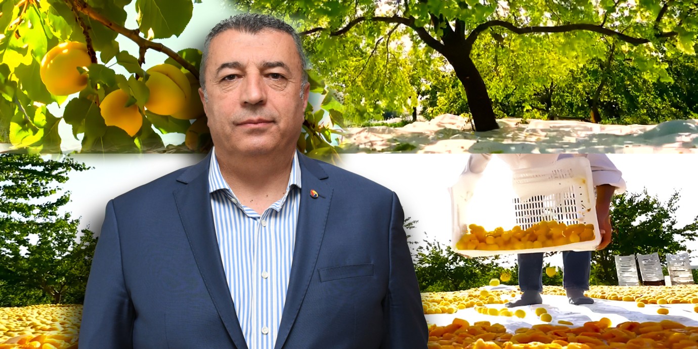 Malatya Kayısısı Don Darbesine Rağmen İhracatla Ayakta Kaldı