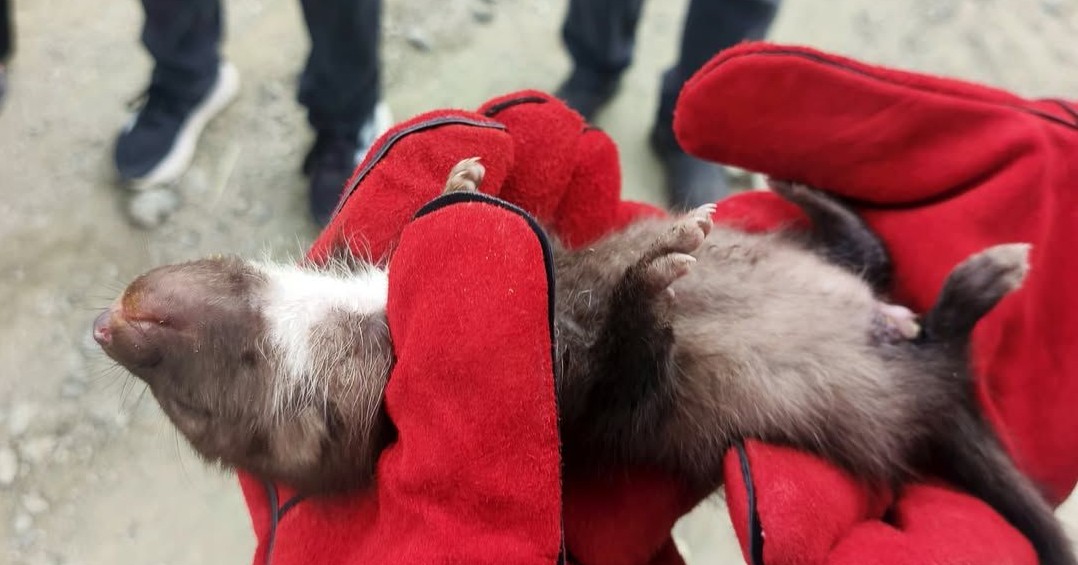 Annesini Kaybeden Yavru Sansar Doğanşehir’de Koruma Altına Alındı