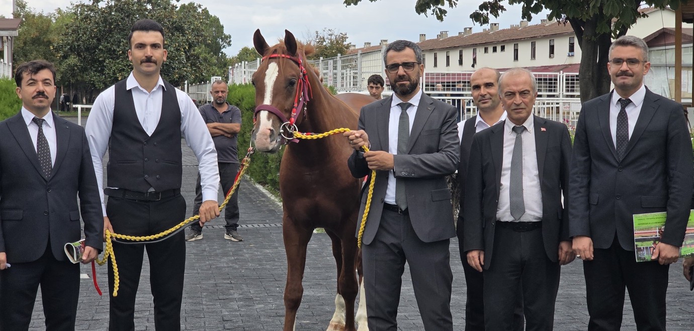 Sultansuyu Tayları İçin Milyonlar Yarıştı!