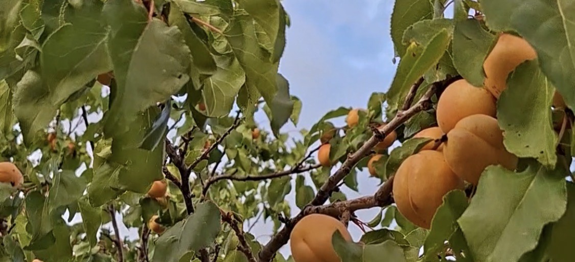Eylül’ün Sonunda Dalından Taze Kayısı!