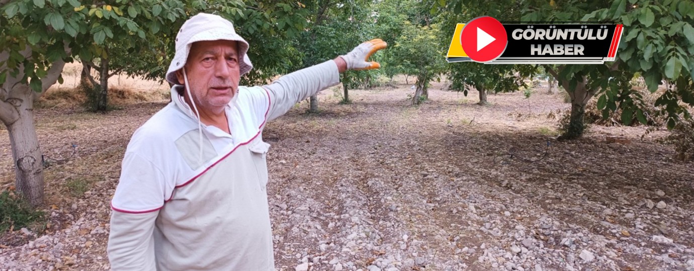 Darende’de Ceviz Hasadı: Kayısıya Alternatif Gelir