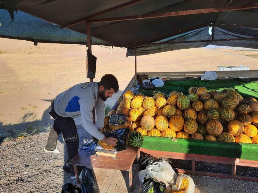 NARMİKAN KAVUNUNDA HASAT BAŞLADI