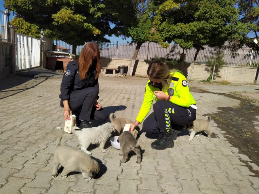 MALATYA’DA BAKIMSIZ KALAN KÖPEK ve 7 YAVRUSUNA POLİS SAHİP ÇIKTI