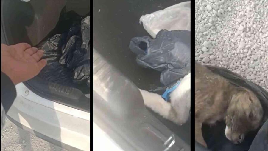 YAVRU KÖPEKLERİ POŞETLEYİP BAGAJA KOYMUŞLAR