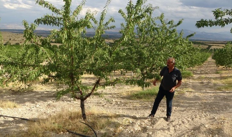Kayısıya alternatif olarak yetiştirdi, yüksek verim elde etti! 