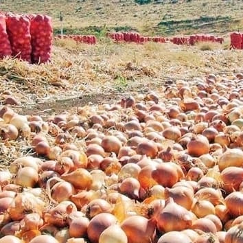 Malatya’da üretilen soğanlar Avrupa’ya ihraç ediliyor