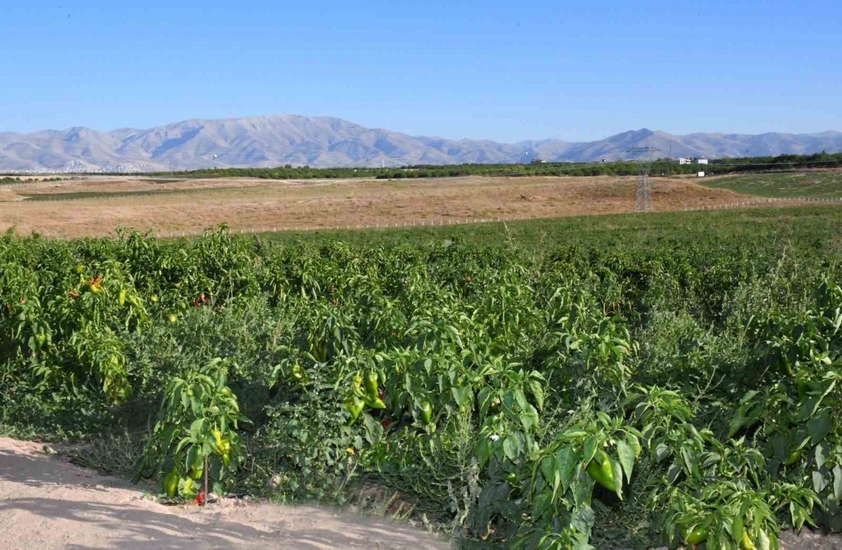 ABD ' nin Kapya biberi Malatya'dan