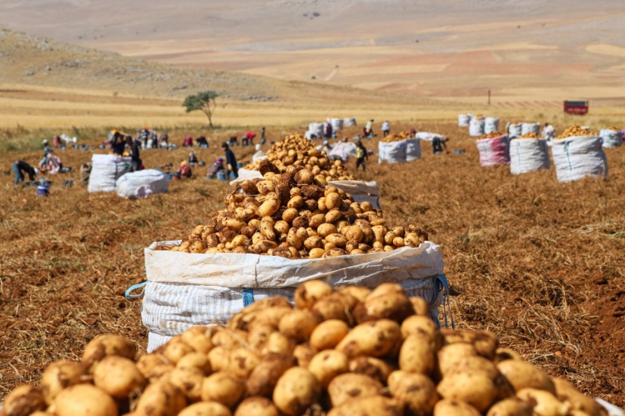 Darende'de patates hasadı başladı: Bin 300 rakımlı ovada yetişiyor