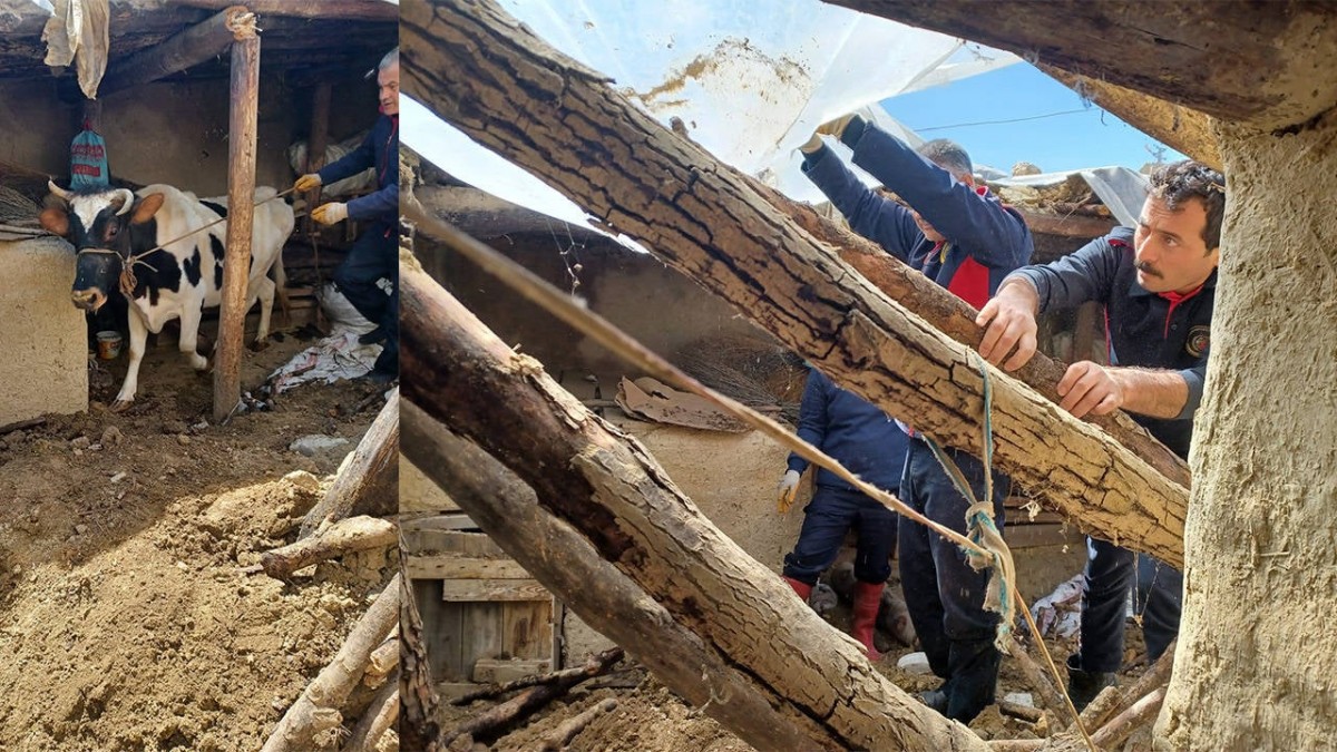 Depremzede Hayvan Yetiştiricilerine Destek! 600 Bin TL’ye Kadar Faizsiz Kredi İmkânı