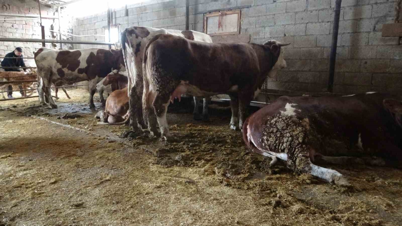 Ahırda dehşet: Onlarca büyükbaş hayvan akıma kapıldı, 4’ü telef oldu

