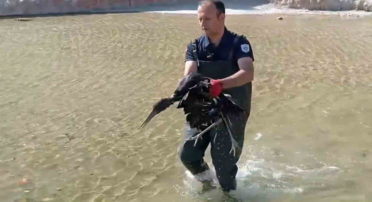 Havuza düşen yaralı leylek koruma altına alındı
