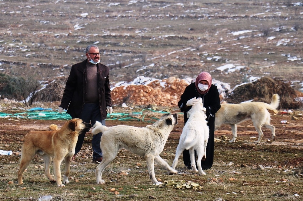 Sokak köpeği silahla vurularak öldürülmüş halde bulundu