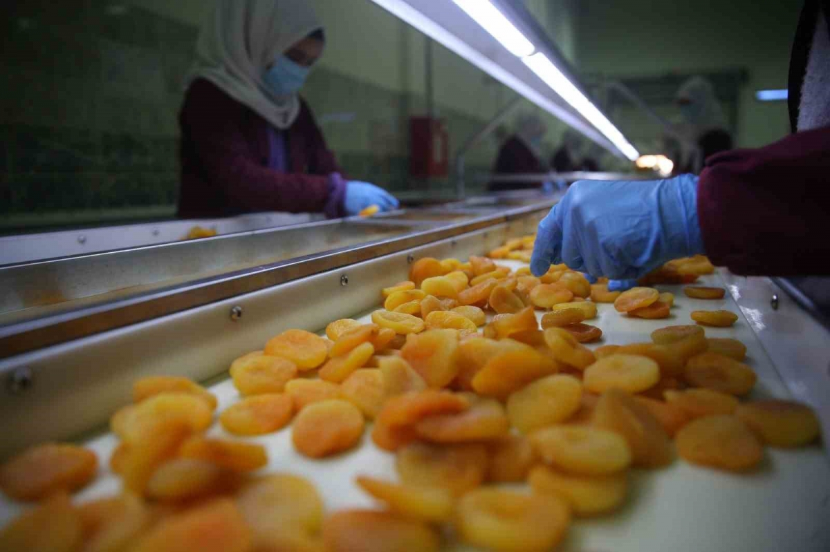 Depremin vurduğu Malatya’da kayısı yüz güldürdü
