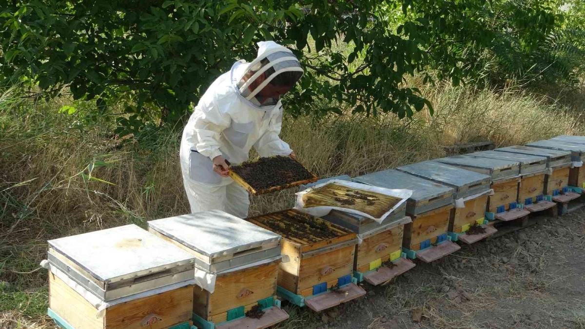 MTÜ’de bal hasadı tamamlandı