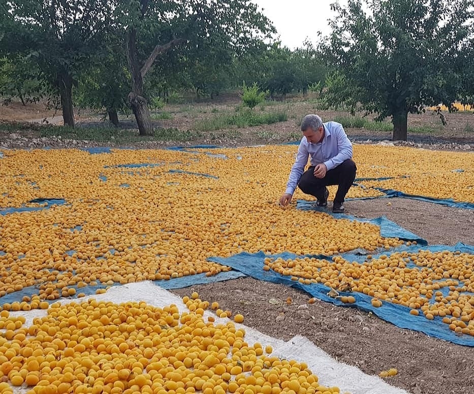 Kayısı da ihracat düştü, gelir yükseldi