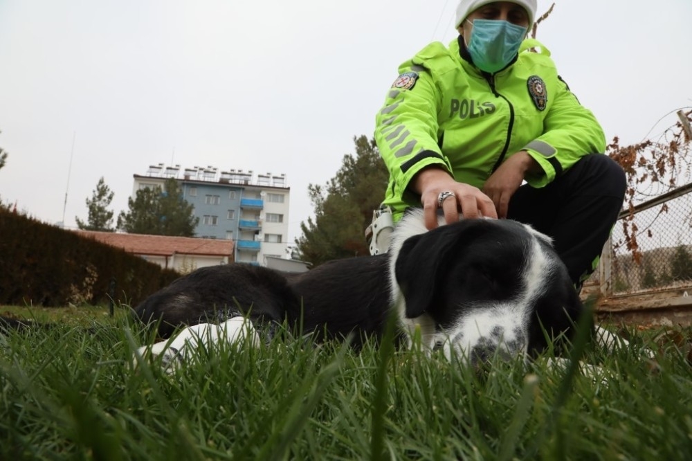 Malatya’da ayağı kırılan köpeğe polis sahip çıktı