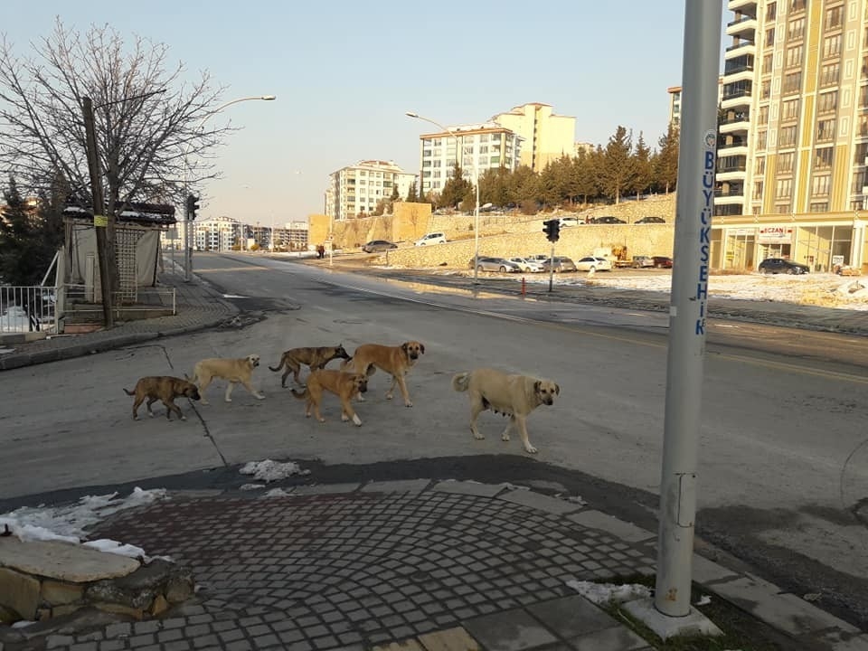 Kadın, köpeklerin saldırısında yaralandı